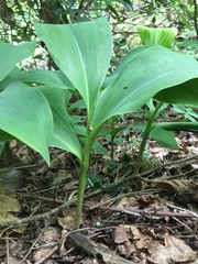 Convallaria pseudomajalis