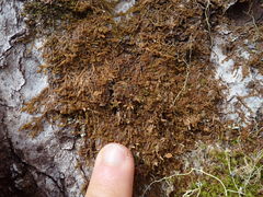 Ptilidium pulcherrimum