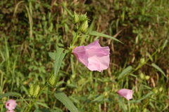 Hibiscus striatus
