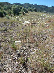 Perideridia bolanderi