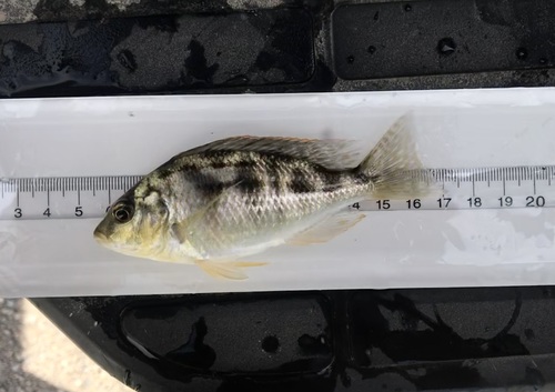 Venustus (Nimbochromis venustus) — Cichlidae