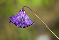Clematis viticella