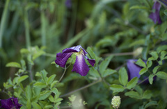 Clematis viticella