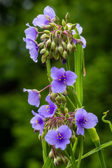 Tradescantia