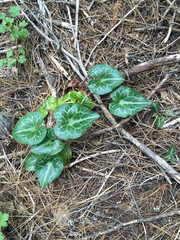Asarum hartwegii