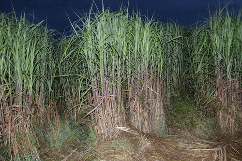 Saccharum officinarum iNat (2)