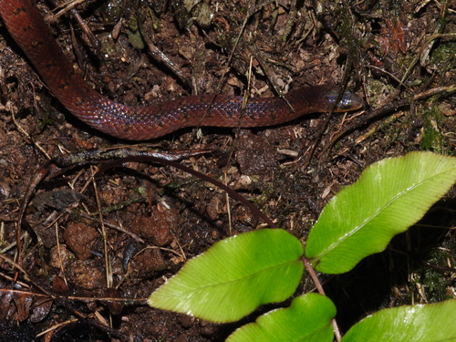 Atractus manizalesensis