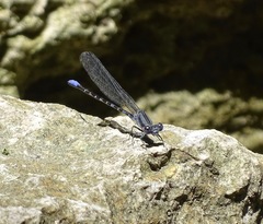 Argia immunda