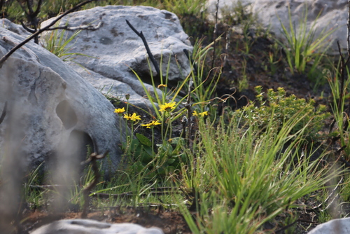 Image of Peninsula Firedaisy (Capelio tabularis) by (c) Tony Rebelo, some rights reserved (CC BY-SA)