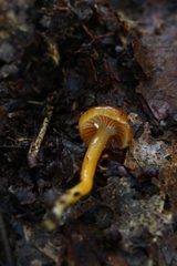 Gliophorus perplexus