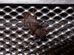 Pterolophia annulata