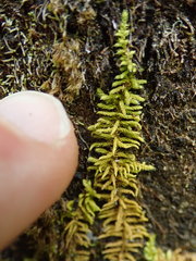 Claopodium bolanderi