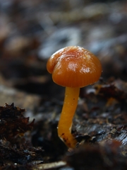 Gliophorus perplexus