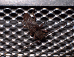 Pterolophia annulata