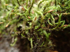 Grimmia ramondii