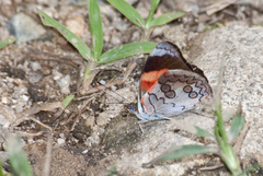 Diaethria pandama