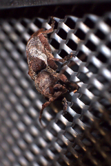 Pterolophia annulata