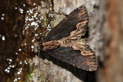 Dypterygia scabriuscula