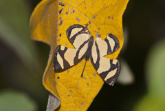 Baeotis zonata zonata