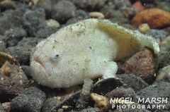 Antennarius hispidus