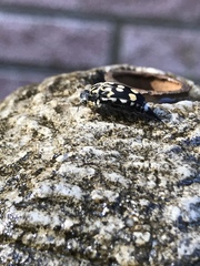 Hoshihananomia octopunctata