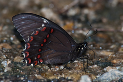 Papilio menatius morelius