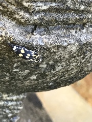 Hoshihananomia octopunctata