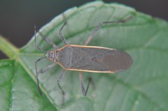 Staluptus marginalis