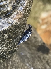 Hoshihananomia octopunctata