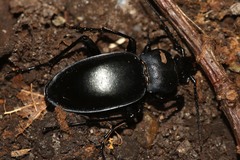 Carabus glabratus