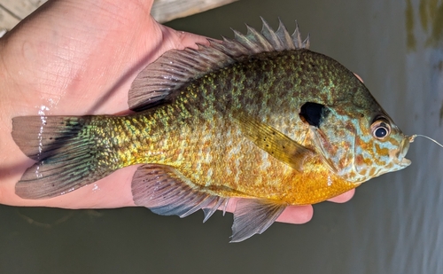 Pumpkinseed × Bluegill