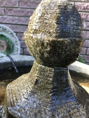 Hoshihananomia octopunctata