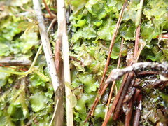Pellia neesiana