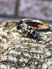 Hoshihananomia octopunctata