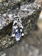 Hoshihananomia octopunctata