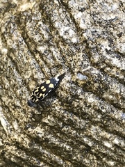 Hoshihananomia octopunctata