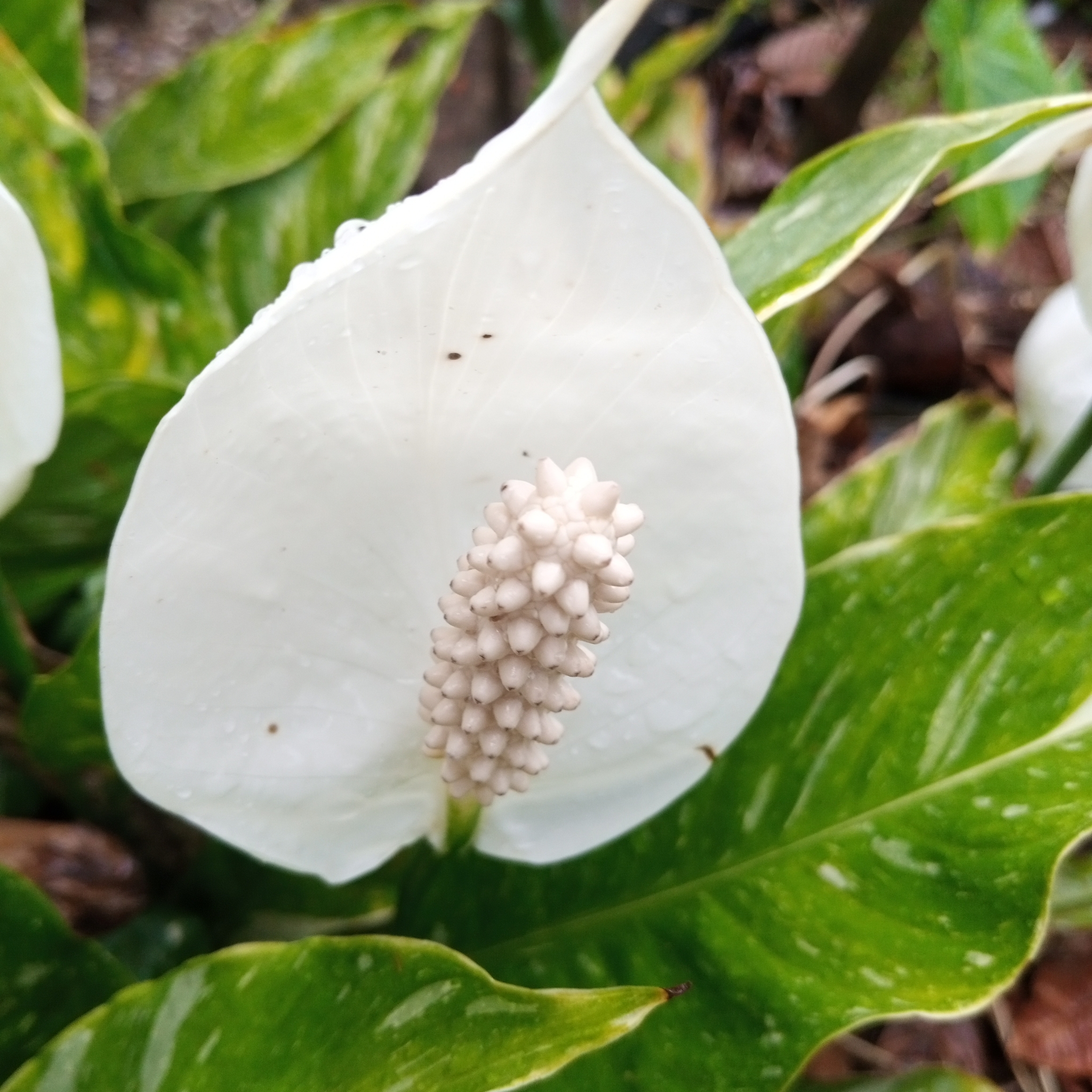 Spathiphyllum image