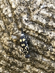 Hoshihananomia octopunctata