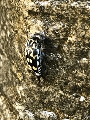 Hoshihananomia octopunctata