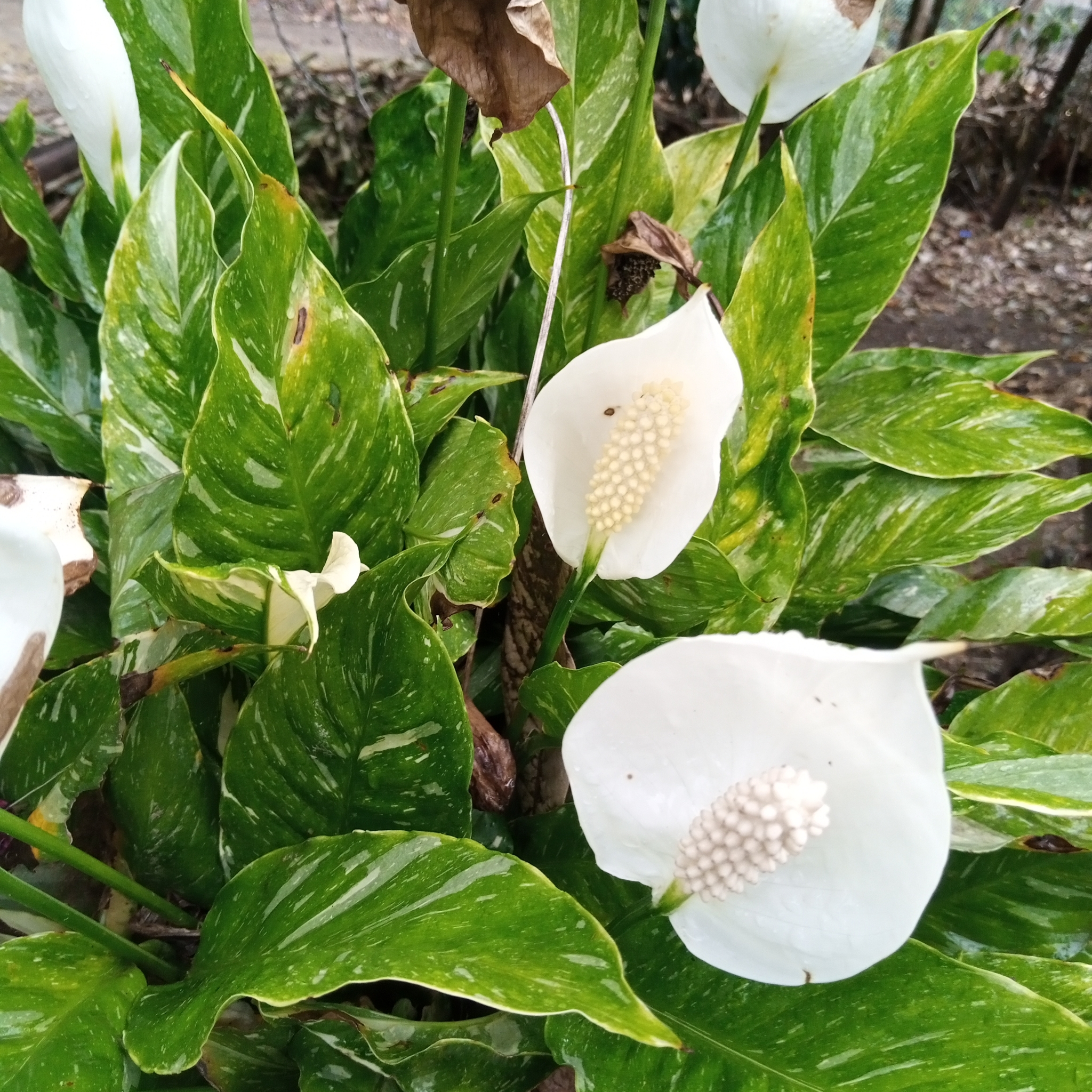 Spathiphyllum image