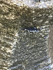 Hoshihananomia octopunctata