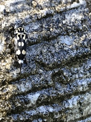 Hoshihananomia octopunctata