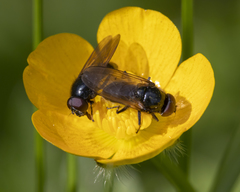 Cheilosia albitarsis