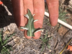 Cirsium wheeleri