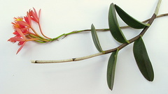 Epidendrum cinnabarinum