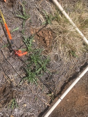 Cirsium wheeleri