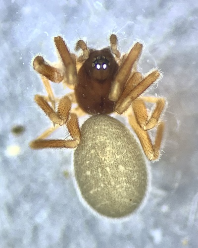 Walckenaeria cucullata
