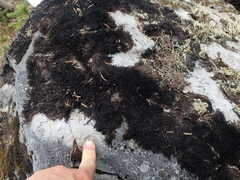 Racomitrium sudeticum
