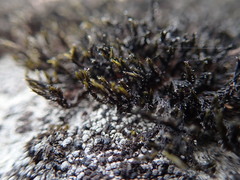 Racomitrium sudeticum
