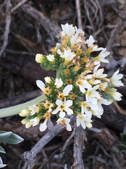 Heliotropium anomalum